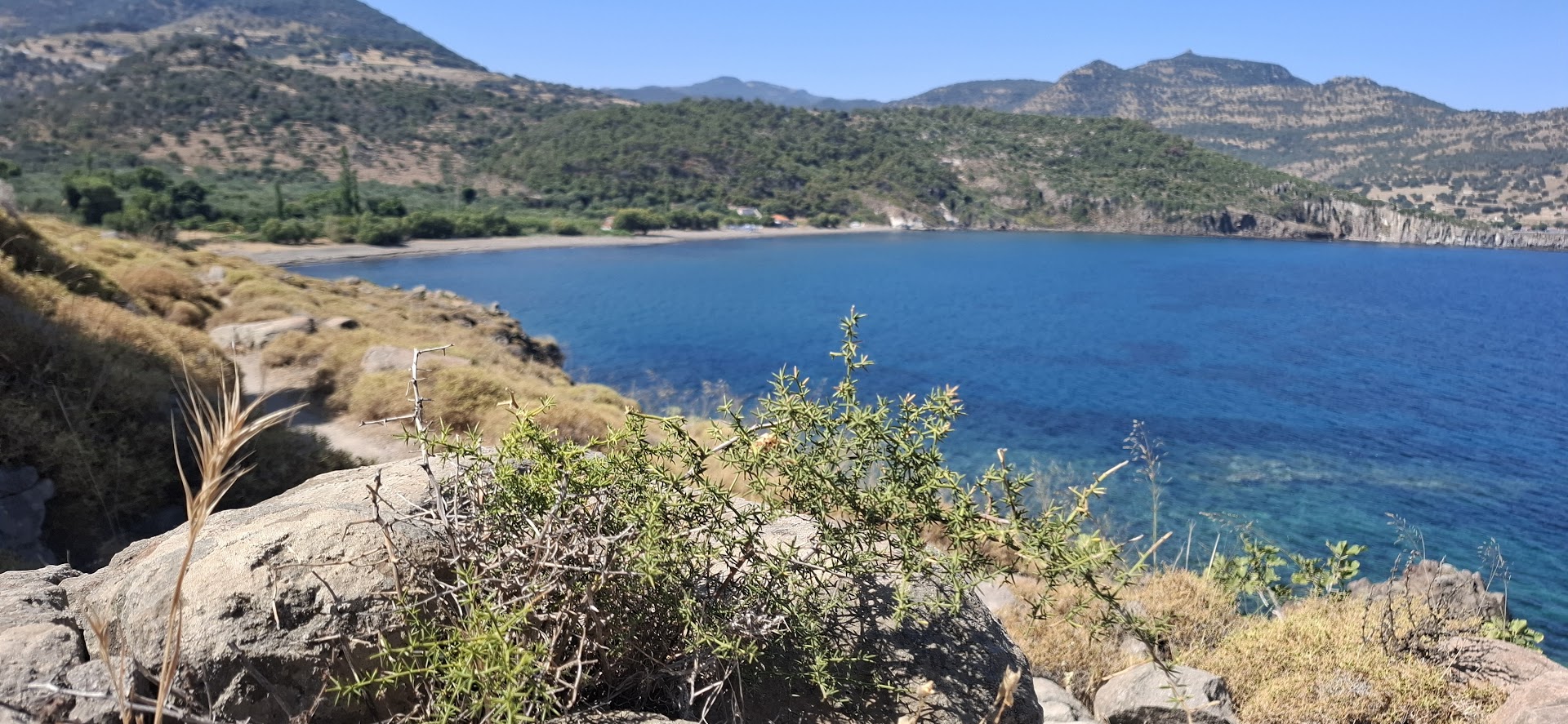 Abelia Beach