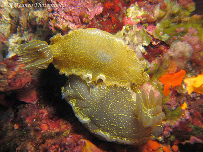 Black Rock Dive Centre