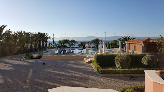 Eftalou Olive Grove