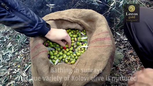 GREEK COOPERATIVE OLIVE OIL