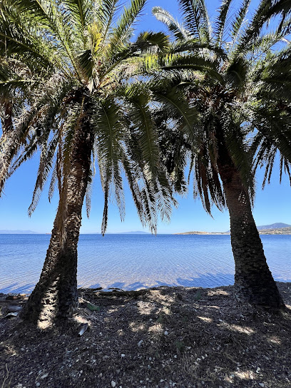 Kalamiaris Palm Forest