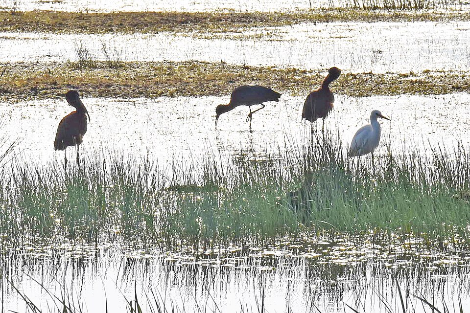 Birds, Mytilene, Kalloni saltworks