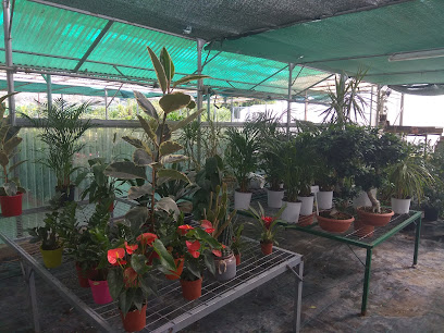 Melachrinos Argyris Florist & Nursery
