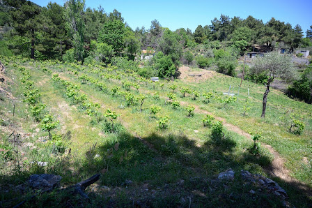 Oinoforos Lesvos