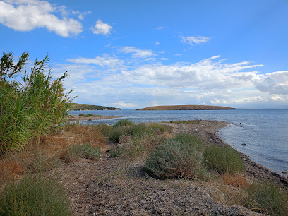 Palm Grove of Panagiouda