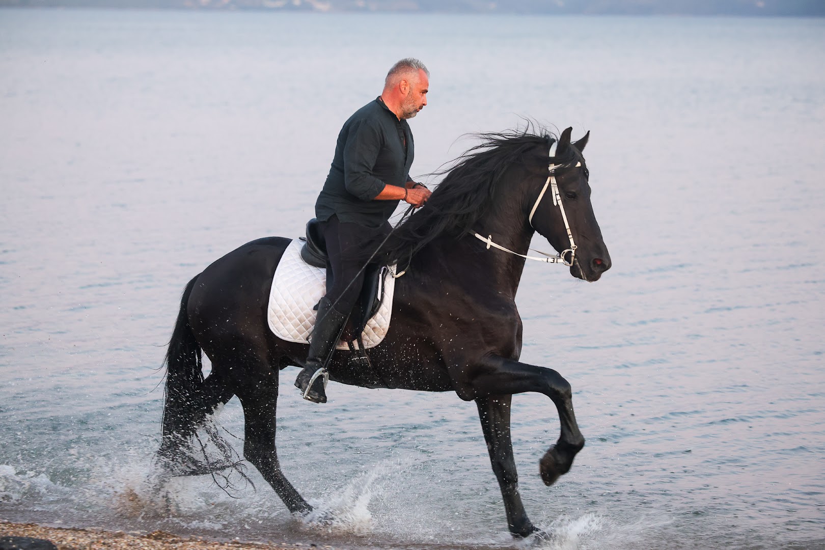 Aiolos Horses