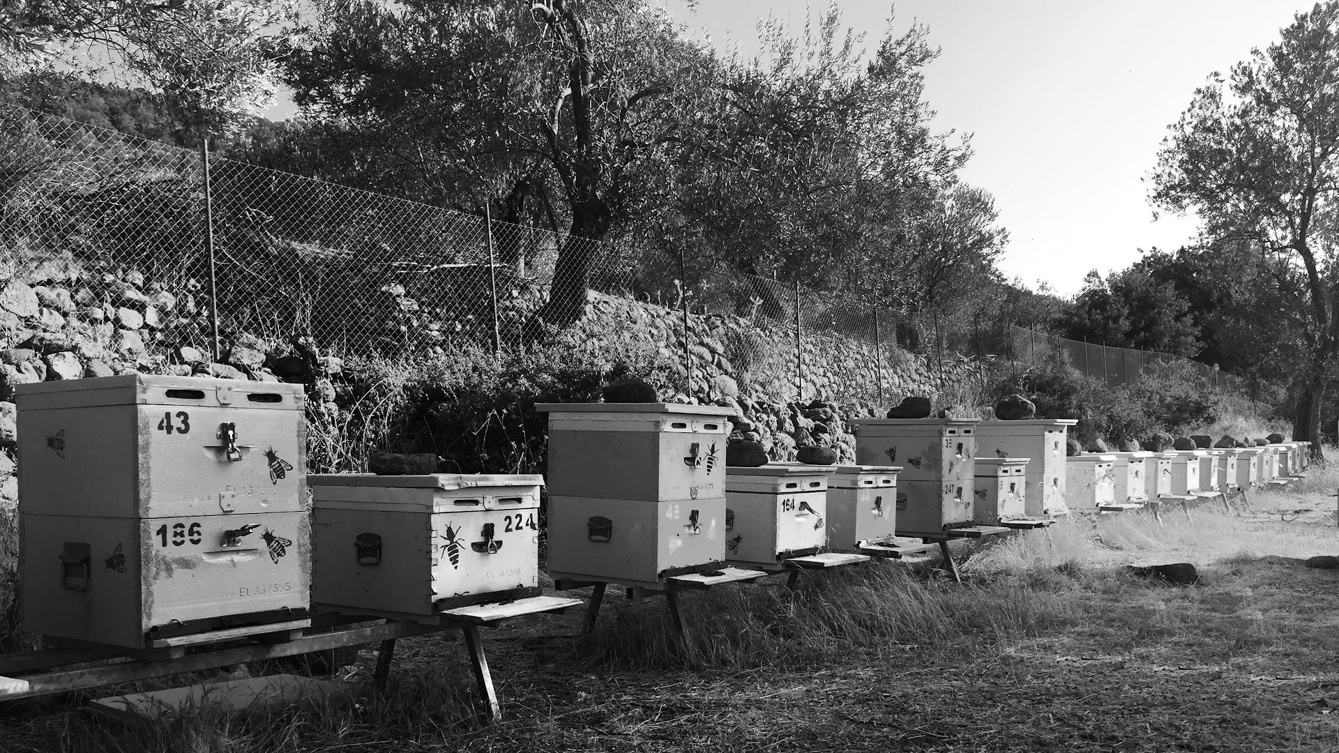 Apis Fabricca
