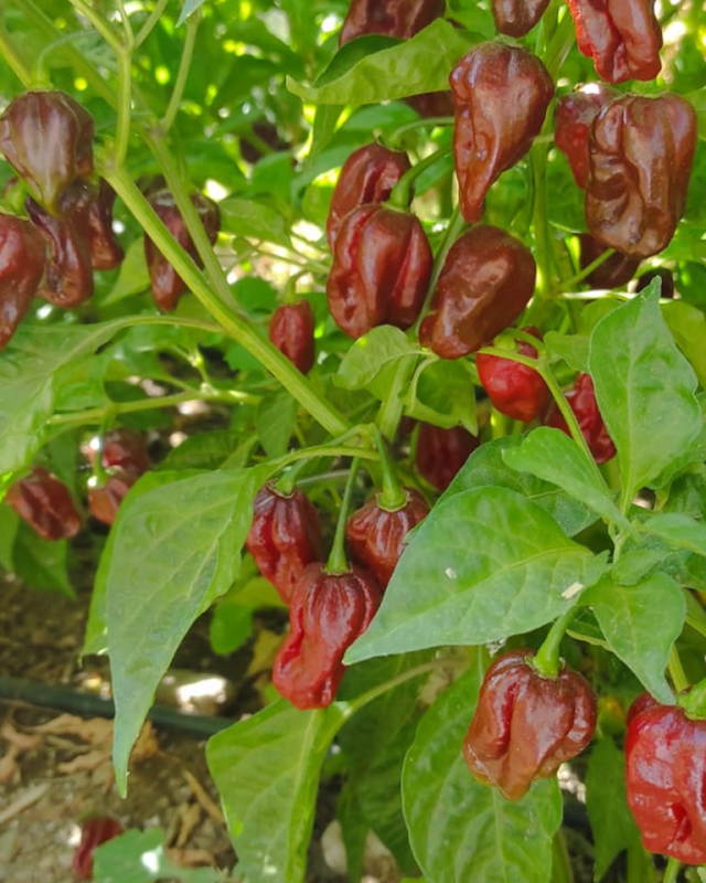 Chileli