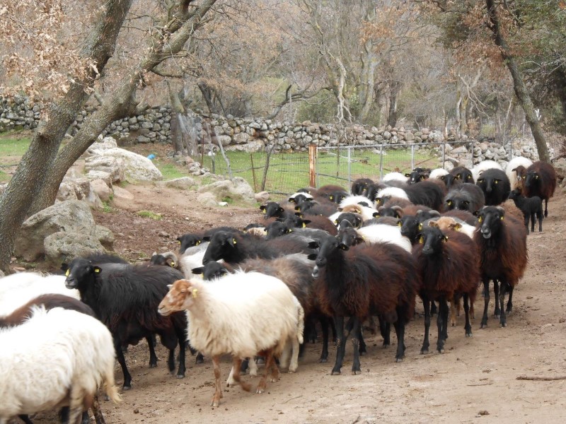 Evangelos Deredinis - Meat & Livestock