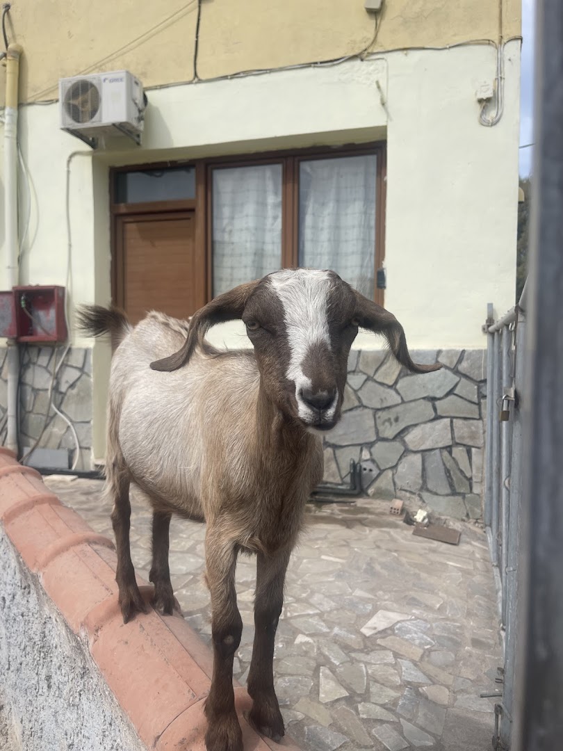 Lovely Goats