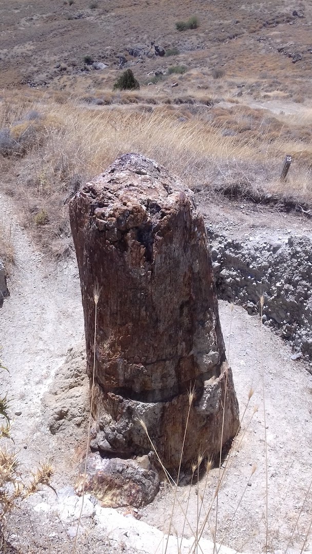 Petrified Forest of Lesvos - Museum & Park