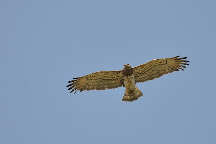 Lesvos Birdwatching