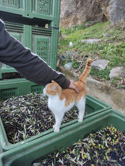 Traditional Olive Manufacturer Palaiochori