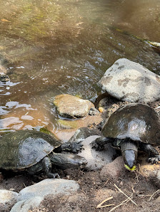 Turtle Pool