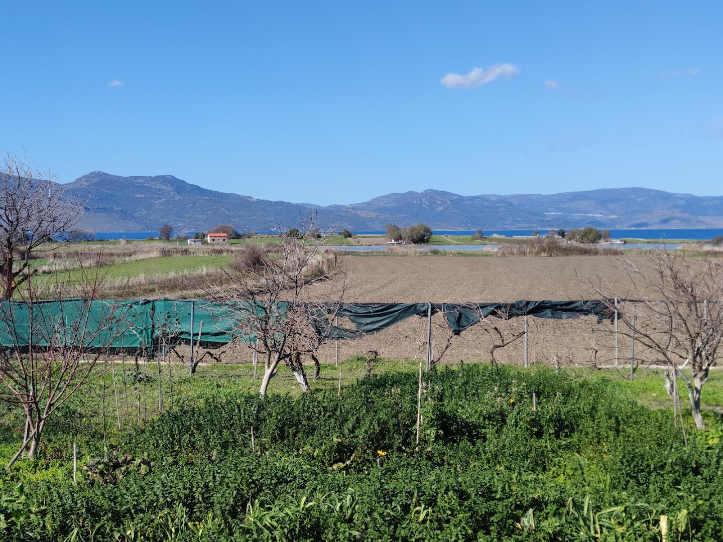 Lisvori