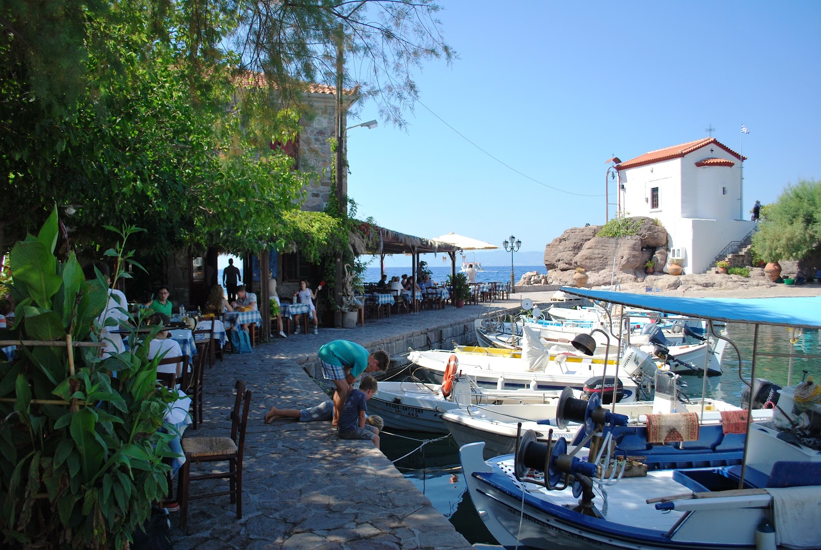 Sykaminea